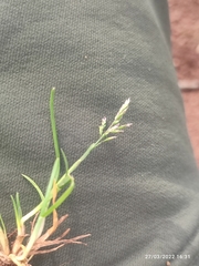 Poa annua