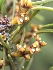 Arceuthobium pusillum