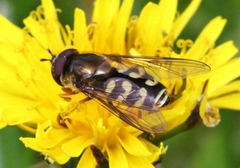 Dasysyrphus intrudens