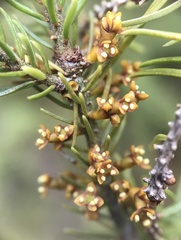 Arceuthobium pusillum