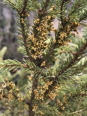 Arceuthobium pusillum