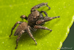 Nigorella hirsuta