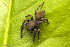 Nigorella hirsuta