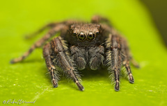 Nigorella hirsuta