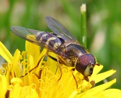 Dasysyrphus intrudens