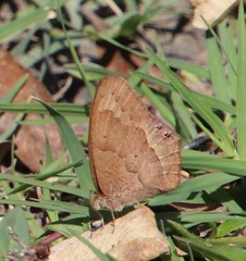 Pindis squamistriga