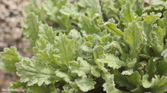 Erythranthe floribunda