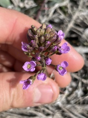 Phoenicaulis cheiranthoides