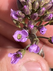 Phoenicaulis cheiranthoides