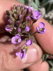 Phoenicaulis cheiranthoides