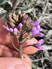 Phoenicaulis cheiranthoides