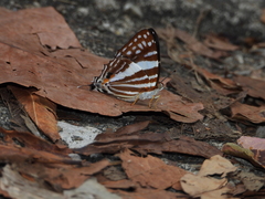 Dodona deodata