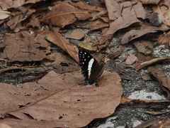 Dodona deodata
