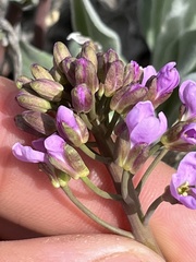Phoenicaulis cheiranthoides