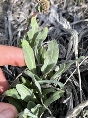Phoenicaulis cheiranthoides