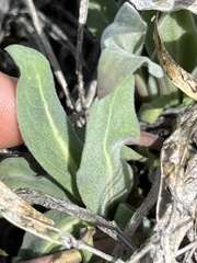 Phoenicaulis cheiranthoides