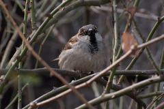 Passer domesticus