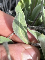 Phoenicaulis cheiranthoides