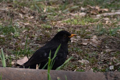 Turdus merula