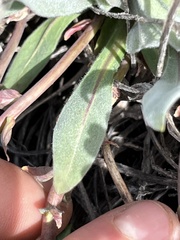 Phoenicaulis cheiranthoides