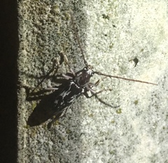 Elaphidion irroratum