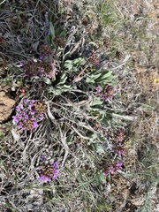 Phoenicaulis cheiranthoides