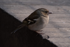 Fringilla coelebs