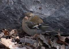 Fringilla coelebs