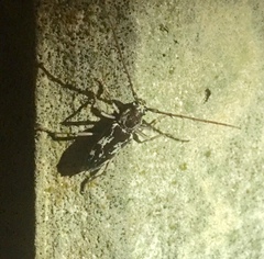 Elaphidion irroratum