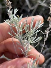 Artemisia tripartita