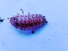 Porcellio herminiensis
