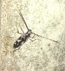 Elaphidion irroratum