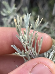 Artemisia tripartita
