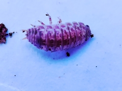 Porcellio herminiensis