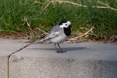 Motacilla alba