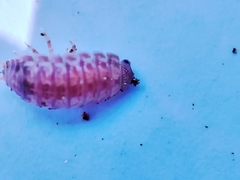 Porcellio herminiensis