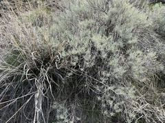 Artemisia tripartita