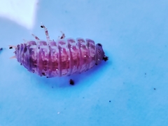 Porcellio herminiensis