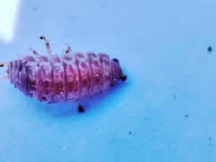 Porcellio herminiensis