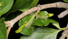 Afromerus lindquisti