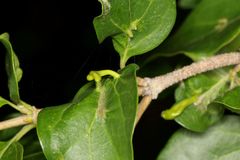 Afromerus lindquisti