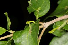 Afromerus lindquisti