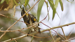 Setophaga coronata coronata × auduboni