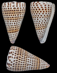 Conus litteratus