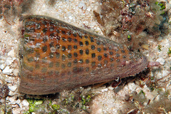 Conus litteratus