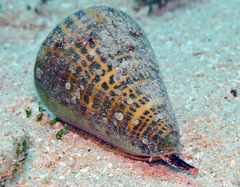 Conus litteratus