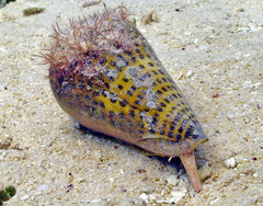 Conus litteratus