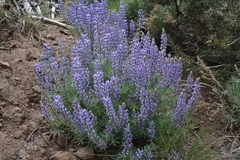 Lupinus nevadensis