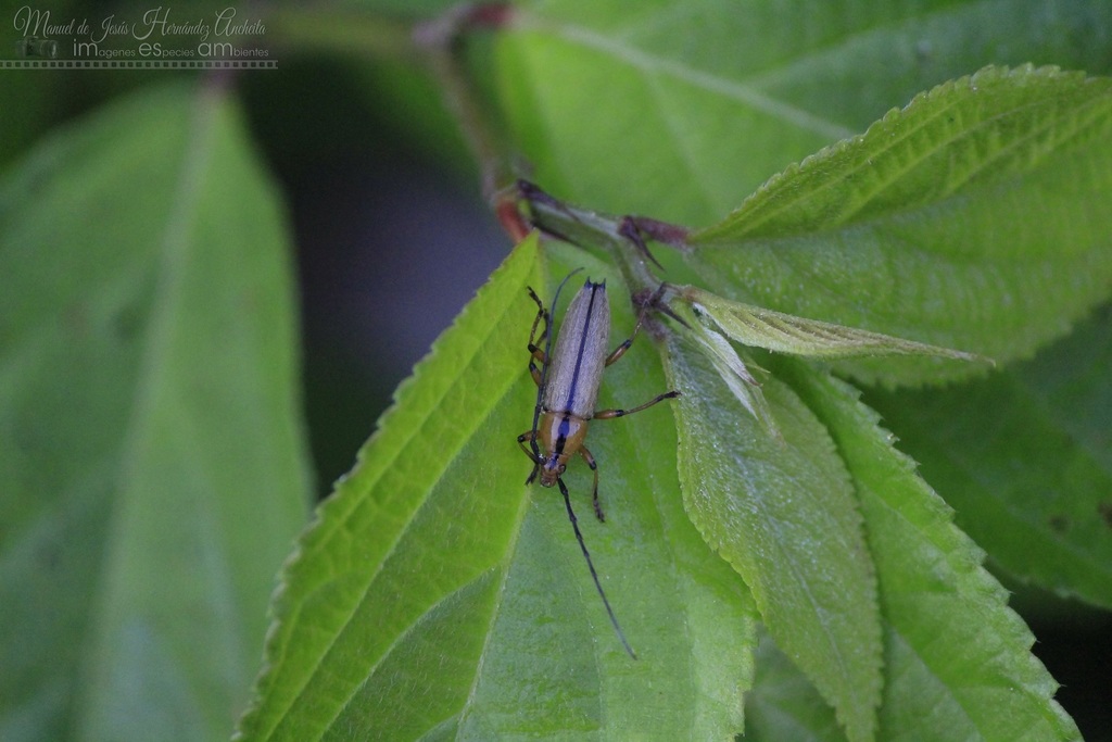 Stenosphenus vitticollis