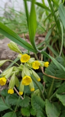 Primula veris veris